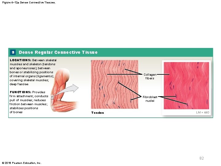 Figure 4– 12 a Dense Connective Tissues. a Dense Regular Connective Tissue LOCATIONS: Between