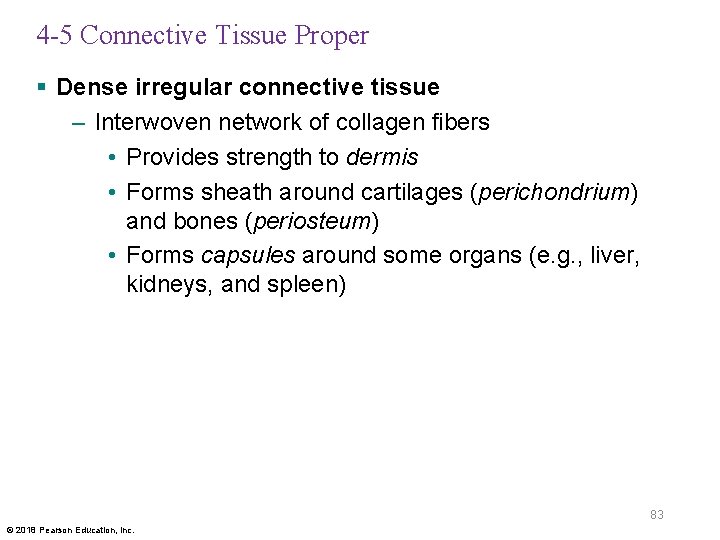 4 -5 Connective Tissue Proper § Dense irregular connective tissue – Interwoven network of