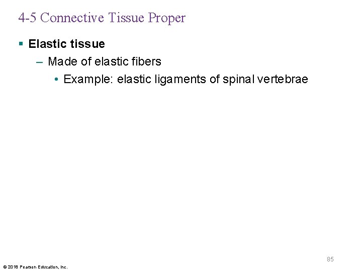 4 -5 Connective Tissue Proper § Elastic tissue – Made of elastic fibers •