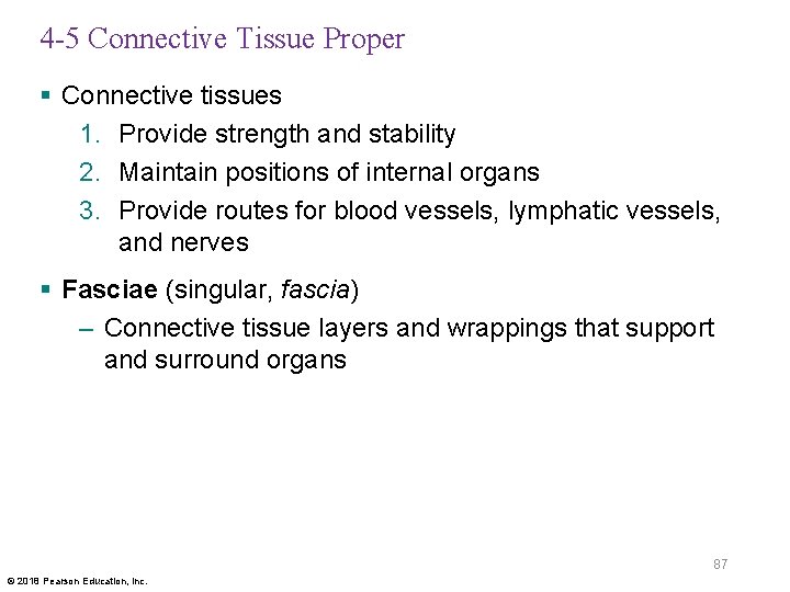 4 -5 Connective Tissue Proper § Connective tissues 1. Provide strength and stability 2.