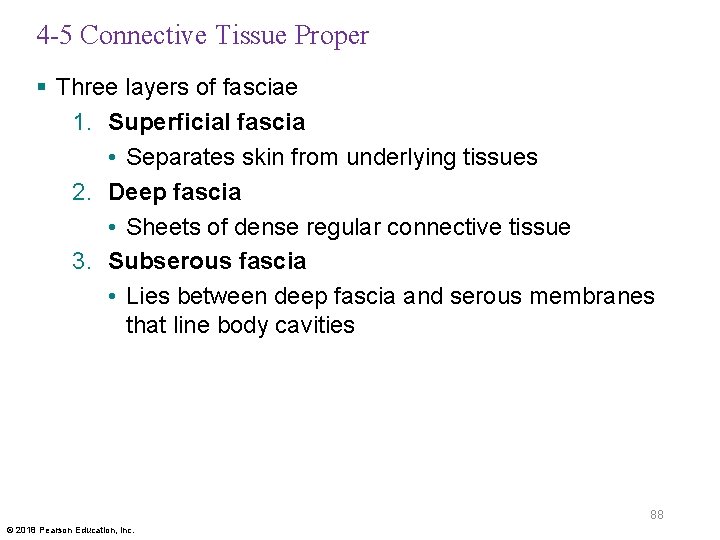 4 -5 Connective Tissue Proper § Three layers of fasciae 1. Superficial fascia •