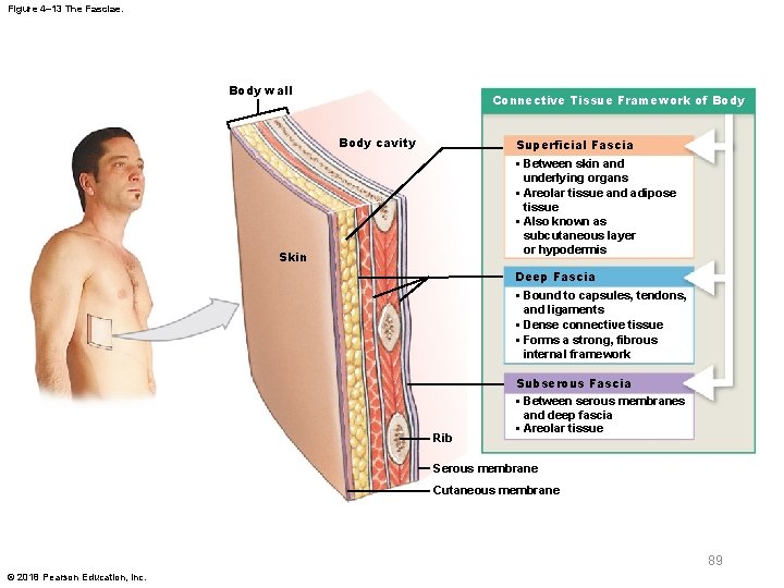 Figure 4– 13 The Fasciae. Body wall Connective Tissue Framework of Body cavity Superficial