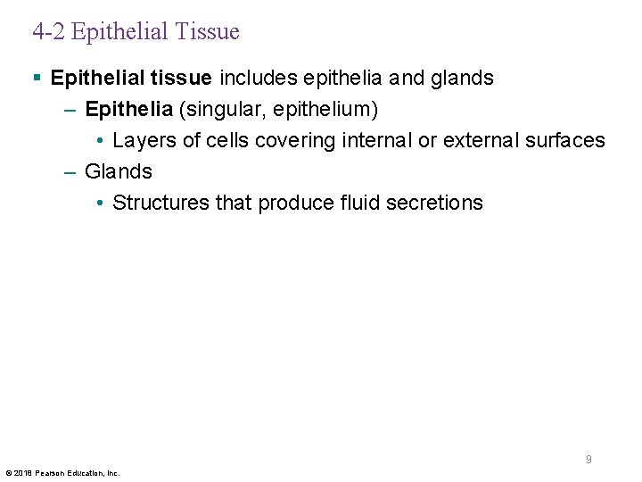 4 -2 Epithelial Tissue § Epithelial tissue includes epithelia and glands – Epithelia (singular,