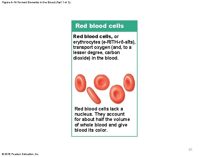 Figure 4– 14 Formed Elements in the Blood (Part 1 of 3). Red blood