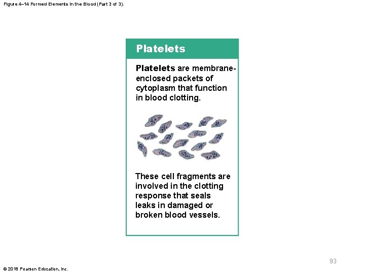 Figure 4– 14 Formed Elements in the Blood (Part 3 of 3). Platelets are
