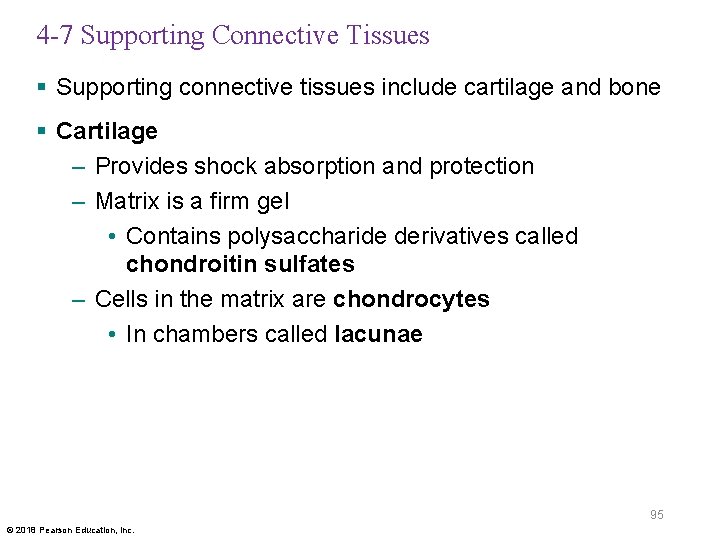4 -7 Supporting Connective Tissues § Supporting connective tissues include cartilage and bone §