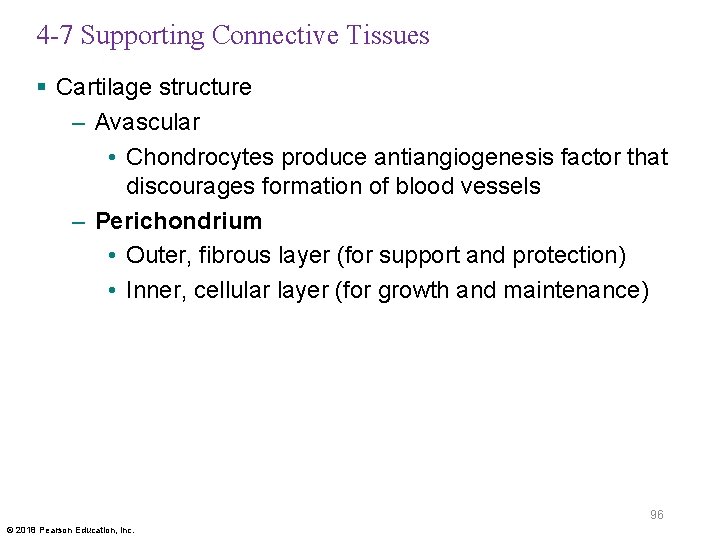 4 -7 Supporting Connective Tissues § Cartilage structure – Avascular • Chondrocytes produce antiangiogenesis