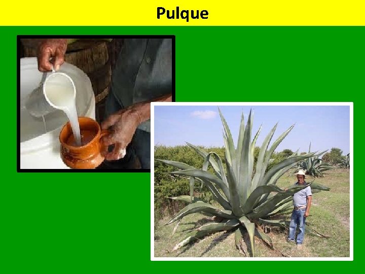 Pulque 