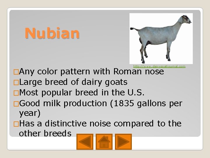 Nubian �Any http: //www. dairygoatjournal. com color pattern with Roman nose �Large breed of Nubian �Any http: //www. dairygoatjournal. com color pattern with Roman nose �Large breed of