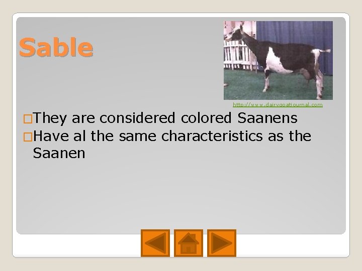 Sable http: //www. dairygoatjournal. com �They are considered colored Saanens �Have al the same Sable http: //www. dairygoatjournal. com �They are considered colored Saanens �Have al the same