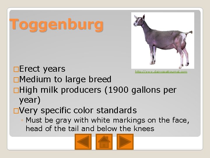 Toggenburg �Erect years �Medium to large breed �High milk producers (1900 gallons per year) Toggenburg �Erect years �Medium to large breed �High milk producers (1900 gallons per year)