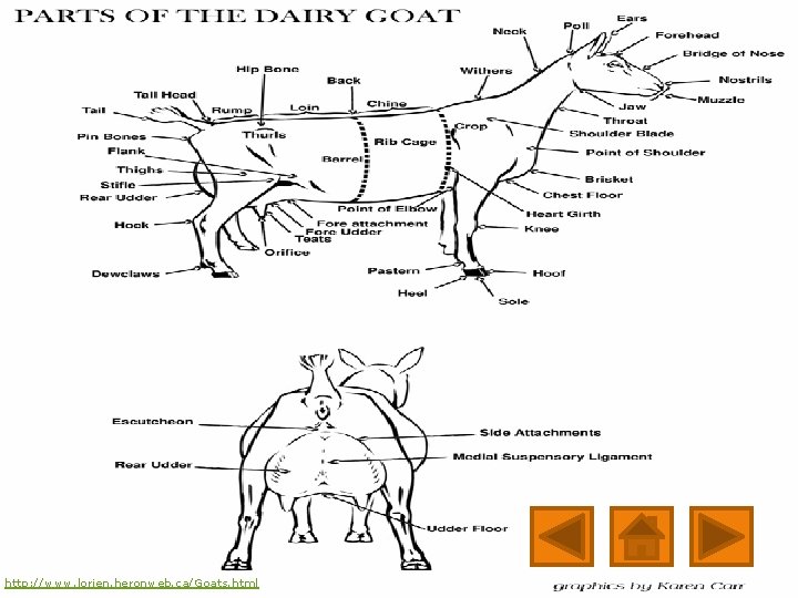 http: //www. lorien. heronweb. ca/Goats. html http: //www. lorien. heronweb. ca/Goats. html