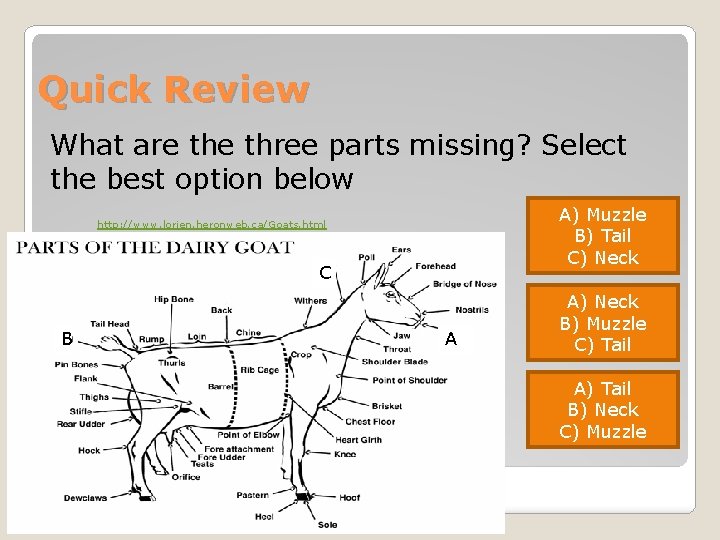 Quick Review What are three parts missing? Select the best option below A) Muzzle Quick Review What are three parts missing? Select the best option below A) Muzzle