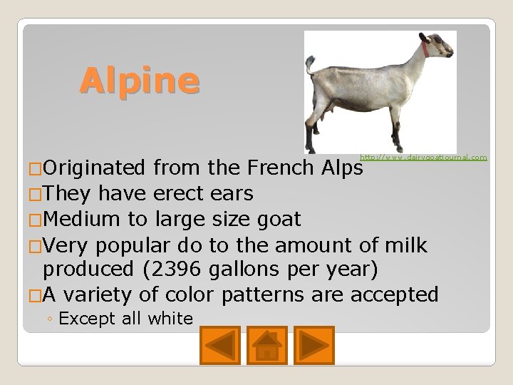 Alpine �Originated http: //www. dairygoatjournal. com from the French Alps �They have erect ears Alpine �Originated http: //www. dairygoatjournal. com from the French Alps �They have erect ears