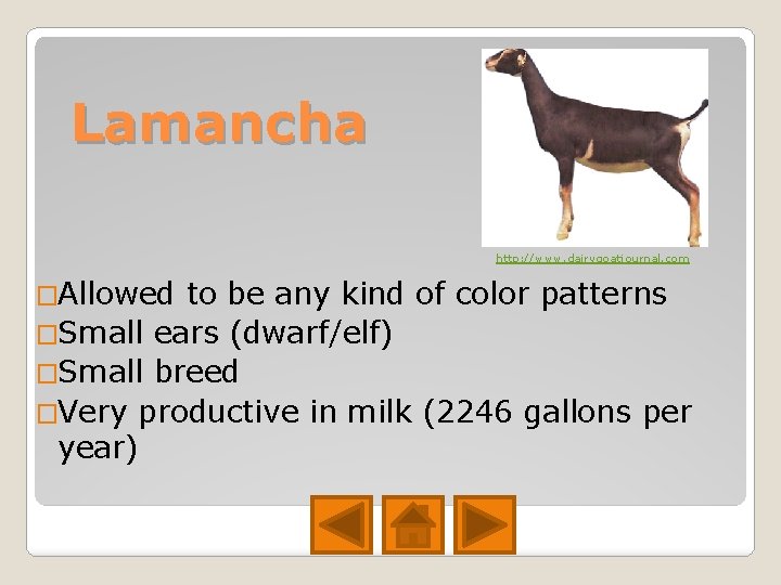 Lamancha http: //www. dairygoatjournal. com �Allowed to be any kind of color patterns �Small Lamancha http: //www. dairygoatjournal. com �Allowed to be any kind of color patterns �Small