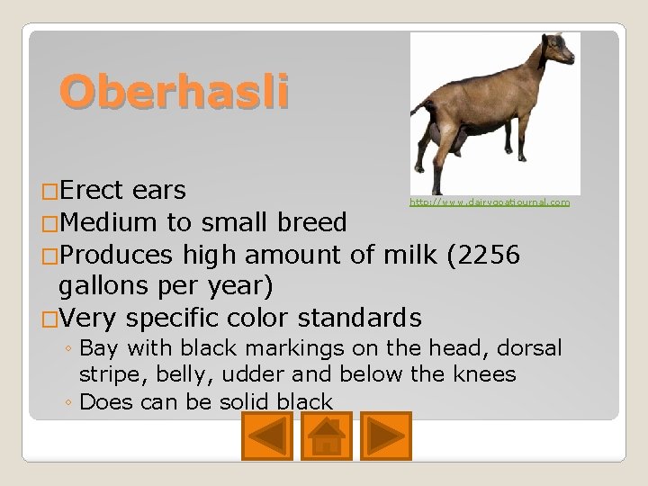 Oberhasli �Erect ears �Medium to small breed �Produces high amount of milk (2256 gallons Oberhasli �Erect ears �Medium to small breed �Produces high amount of milk (2256 gallons