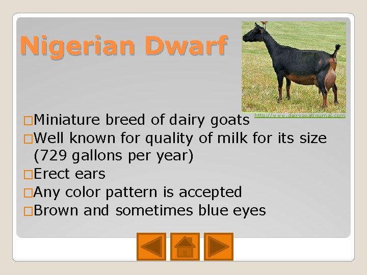 Nigerian Dwarf �Miniature breed of dairy goats �Well known for quality of milk for Nigerian Dwarf �Miniature breed of dairy goats �Well known for quality of milk for