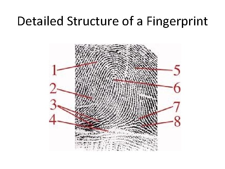 Detailed Structure of a Fingerprint 