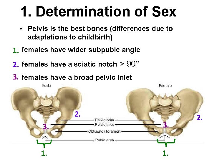 1. Determination of Sex • Pelvis is the best bones (differences due to adaptations