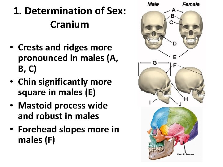 1. Determination of Sex: Cranium • Crests and ridges more pronounced in males (A,