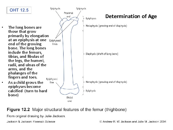 Determination of Age • • The long bones are those that grow primarily by