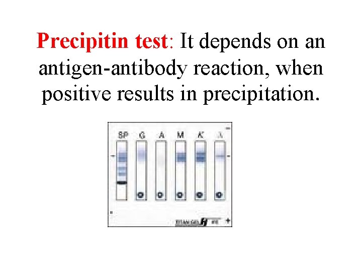 Precipitin test: It depends on an antigen-antibody reaction, when positive results in precipitation. 