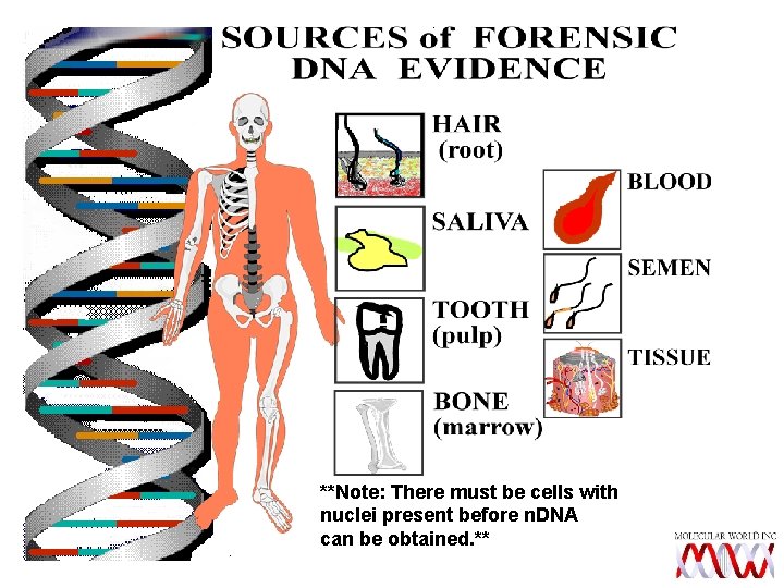 **Note: There must be cells with nuclei present before n. DNA can be obtained.