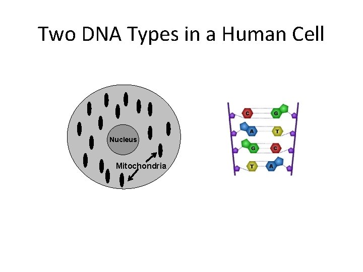 Two DNA Types in a Human Cell Nucleus Mitochondria 