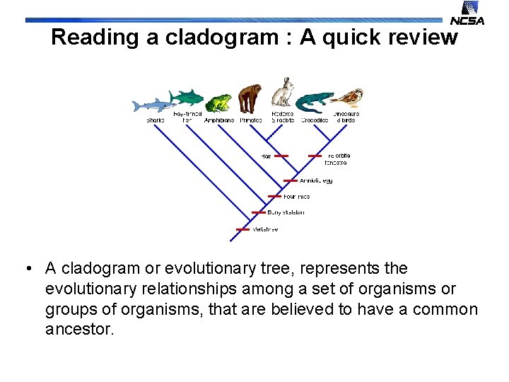 Reading a cladogram : A quick review • A cladogram or evolutionary tree, represents
