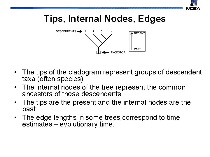 Tips, Internal Nodes, Edges • The tips of the cladogram represent groups of descendent