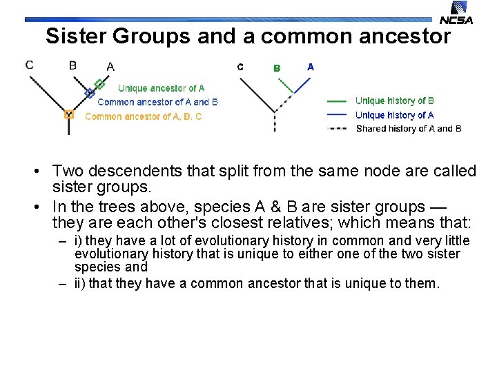 Sister Groups and a common ancestor • Two descendents that split from the same