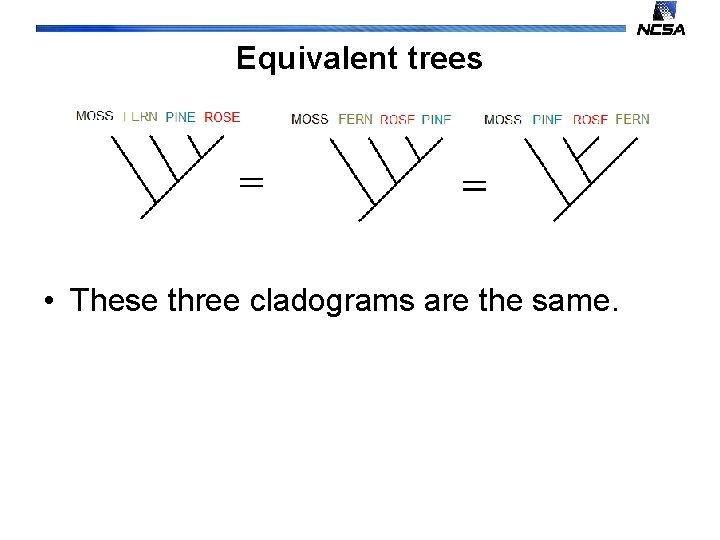 Equivalent trees • These three cladograms are the same. 