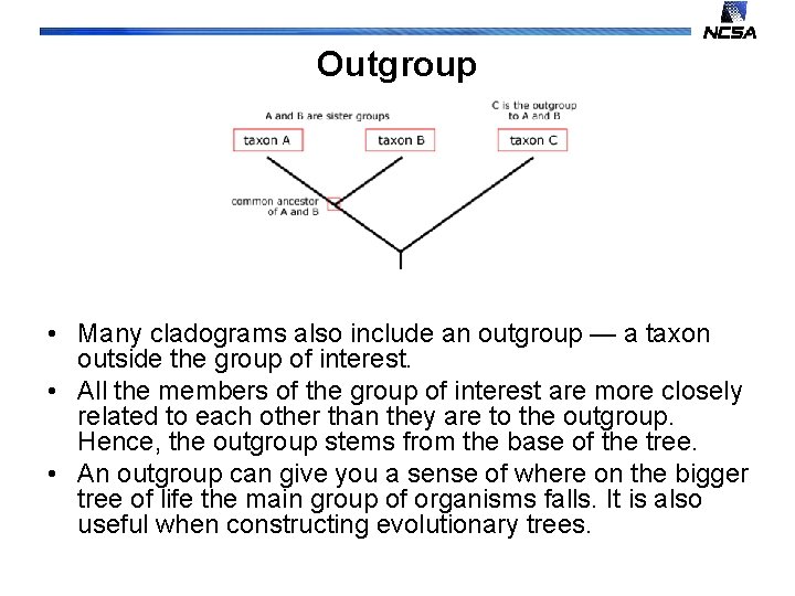 Outgroup • Many cladograms also include an outgroup — a taxon outside the group