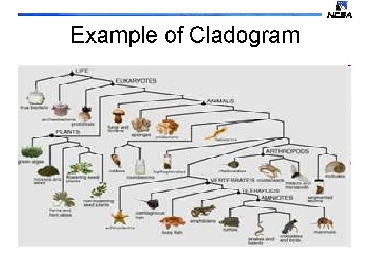 Example of Cladogram 