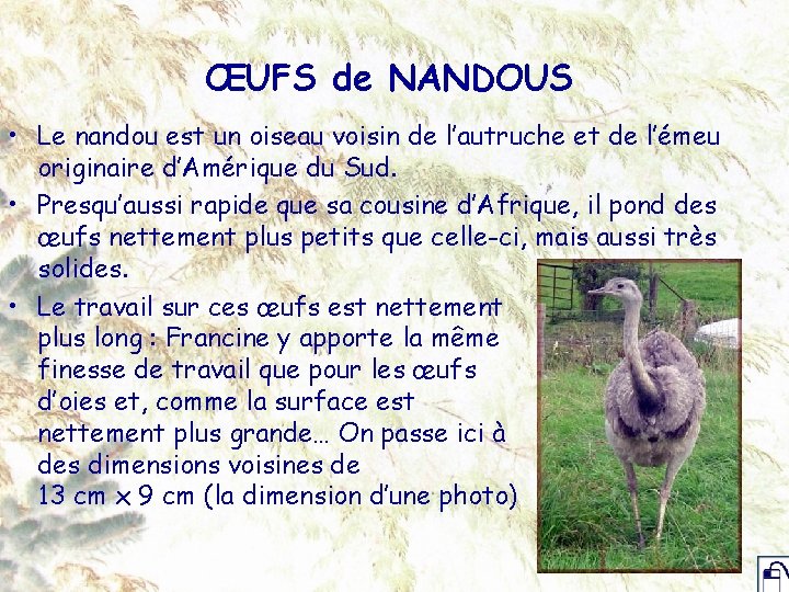 ŒUFS de NANDOUS • Le nandou est un oiseau voisin de l’autruche et de