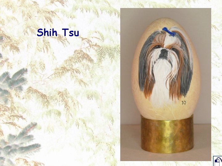 Shih Tsu 