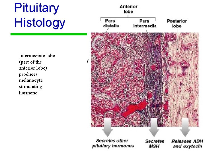 Pituitary Histology Intermediate lobe (part of the anterior lobe) produces melanocyte stimulating hormone 10