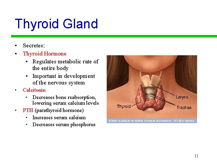 Thyroid Gland • Secretes: • Thyroid Hormone • Regulates metabolic rate of the entire