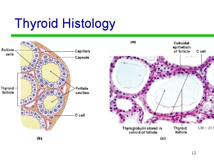 Thyroid Histology 12 