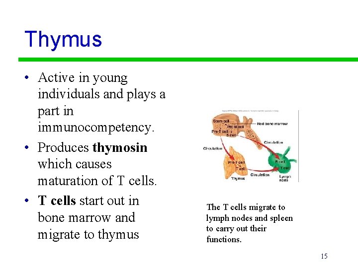 Thymus • Active in young individuals and plays a part in immunocompetency. • Produces