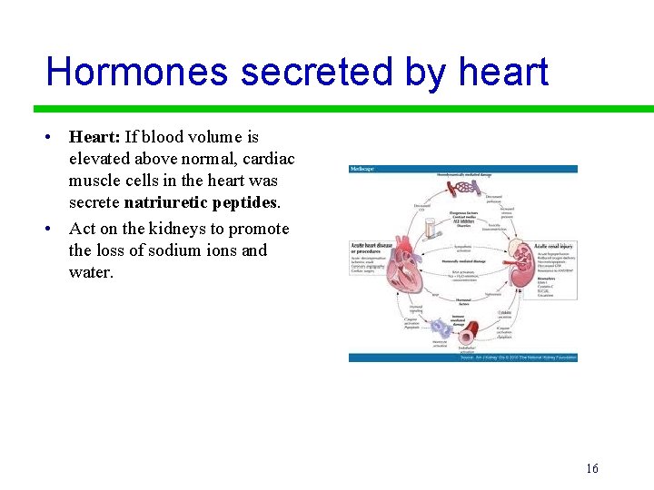 Hormones secreted by heart • Heart: If blood volume is elevated above normal, cardiac