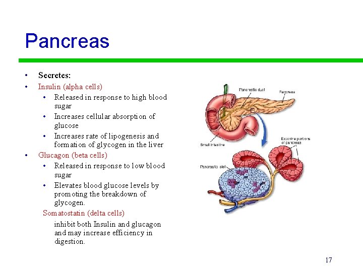 Pancreas • Secretes: • Insulin (alpha cells) • Released in response to high blood