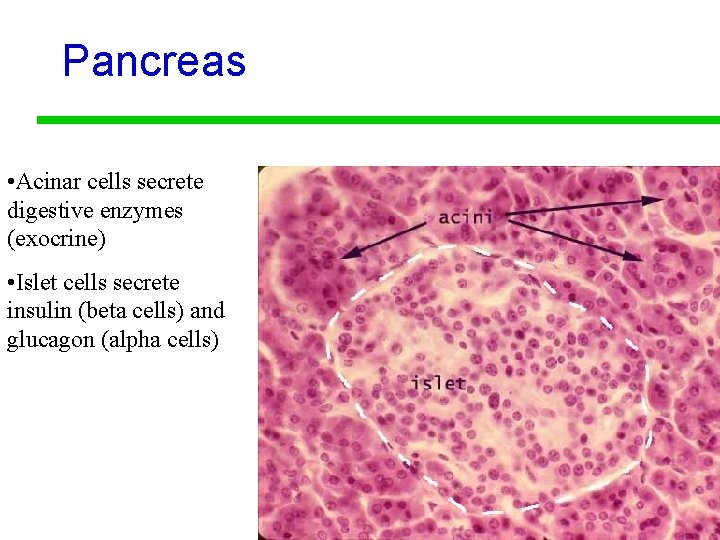 Pancreas • Acinar cells secrete digestive enzymes (exocrine) • Islet cells secrete insulin (beta