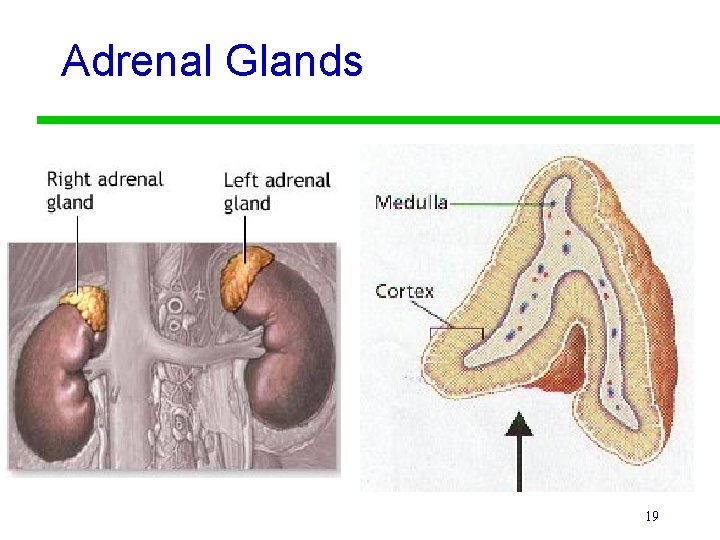 Adrenal Glands 19 
