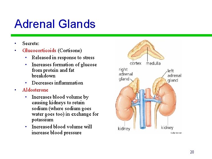 Adrenal Glands • • • Secrete: Glucocorticoids (Cortisone) • Released in response to stress