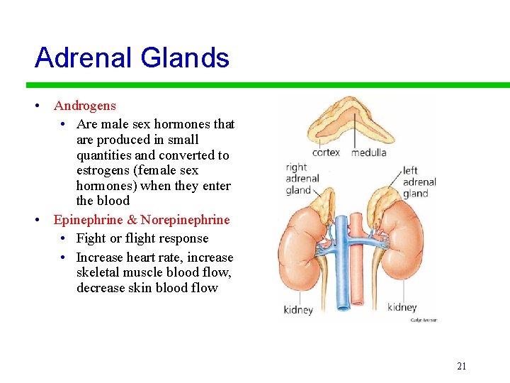 Adrenal Glands • Androgens • Are male sex hormones that are produced in small