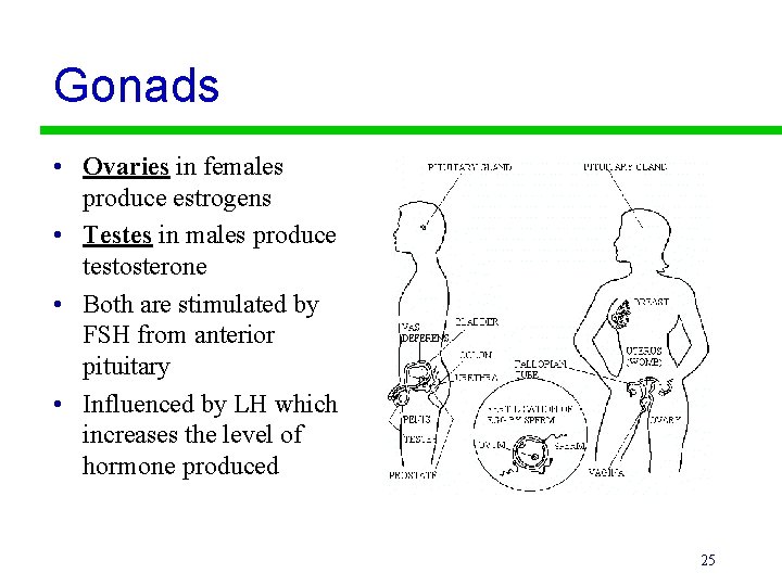 Gonads • Ovaries in females produce estrogens • Testes in males produce testosterone •