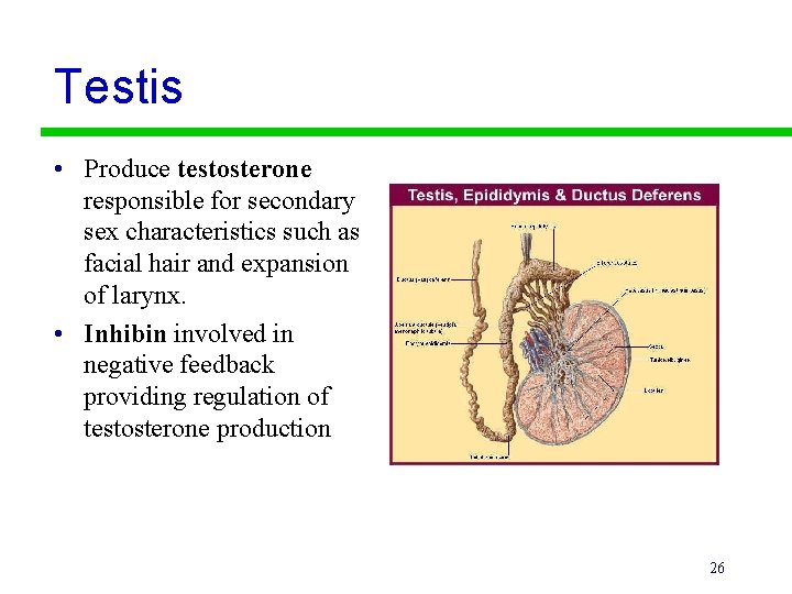 Testis • Produce testosterone responsible for secondary sex characteristics such as facial hair and