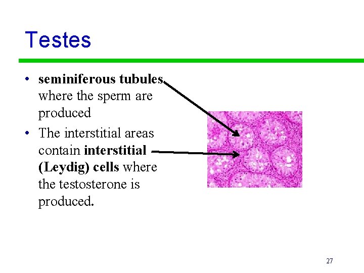 Testes • seminiferous tubules where the sperm are produced • The interstitial areas contain