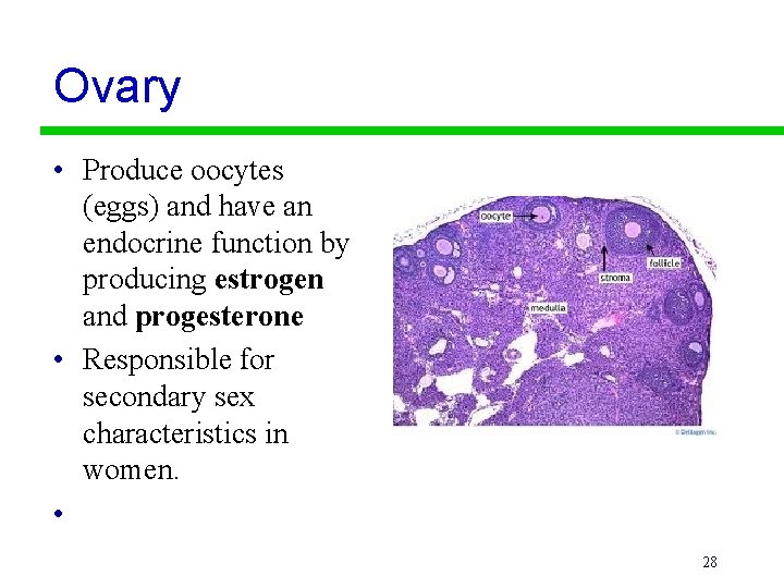 Ovary • Produce oocytes (eggs) and have an endocrine function by producing estrogen and
